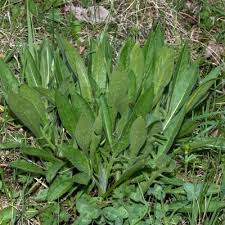Attēlu rezultāti vaicājumam “Knautia arvensis fruit”