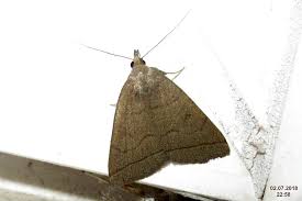 Attēlu rezultāti vaicājumam “Zanclognatha tarsipennalis”