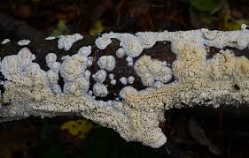 Attēlu rezultāti vaicājumam “Basidioradulum radula”