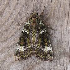 Attēlu rezultāti vaicājumam “Anaplectoides prasina”