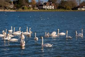Image result for Sussex Swans