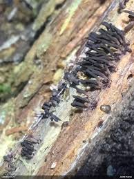 Attēlu rezultāti vaicājumam “Stemonitopsis hyperopta var. landewaldii”