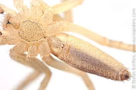 Attēlu rezultāti vaicājumam “Tibellus oblongus”