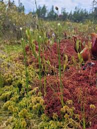 Attēlu rezultāti vaicājumam “Rhynchospora alba leaf”