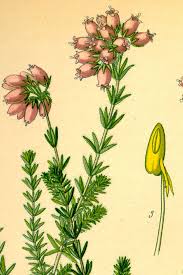 Attēlu rezultāti vaicājumam “Erica tetralix flower”