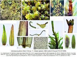Attēlu rezultāti vaicājumam “Aulacomnium palustre”