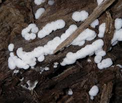 Attēlu rezultāti vaicājumam “Ceratiomyxa porioides spores”