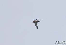 Image result for Hirundapus caudacutus