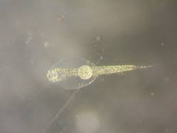 Image result for Chelon tricuspidens