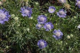 Image result for scabiosa caucasica