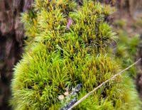 Attēlu rezultāti vaicājumam “Dicranum flagellare”