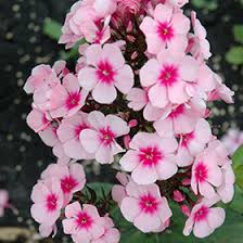 Image result for Phlox paniculata `Bright Eyes`