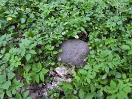 Attēlu rezultāti vaicājumam “Oenothera rubricauli leaf”