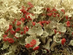 Attēlu rezultāti vaicājumam “Cladonia phyllophora”