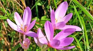 Image result for Herbstzeitlose