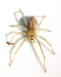 Attēlu rezultāti vaicājumam “Cheiracanthium sp.”