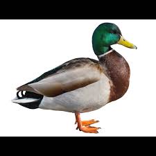 Attēlu rezultāti vaicājumam “Anas platyrhynchos male”