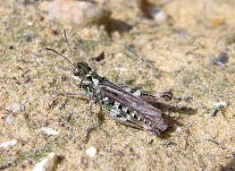 Attēlu rezultāti vaicājumam “Myrmeleotettix maculatus”