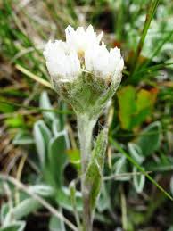Attēlu rezultāti vaicājumam “Antennaria dioica leaf”