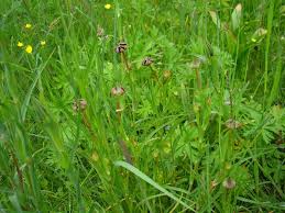 Attēlu rezultāti vaicājumam “Microbotryum tragopogonis - pratensis”