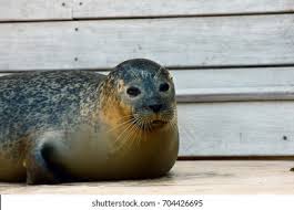 Image result for Pusa hispida