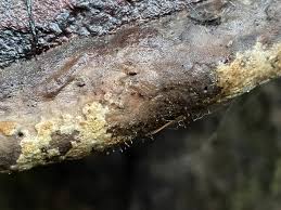 Attēlu rezultāti vaicājumam “Melanospora lagenaria”