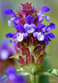 Attēlu rezultāti vaicājumam “Prunella vulgaris”
