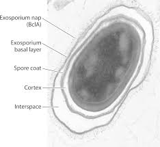 Attēlu rezultāti vaicājumam “Enteridium corticatum spores”