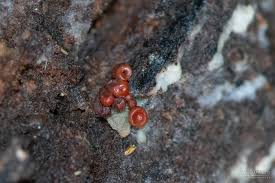 Attēlu rezultāti vaicājumam “Arcyria imperialis macro”