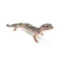 Image result for gravidity leopard gecko