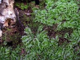 Attēlu rezultāti vaicājumam “Fossombronia foveolata sporophyte”