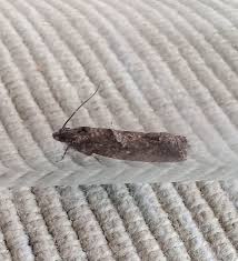 Attēlu rezultāti vaicājumam “Epinotia immundana”