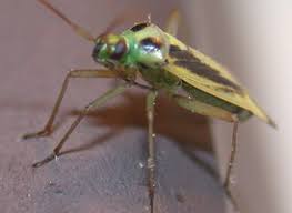 Attēlu rezultāti vaicājumam “Stenotus binotatus”