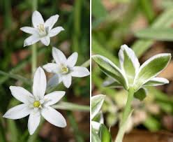 Attēlu rezultāti vaicājumam “Ornithogalum umbellatum”