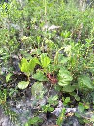 Attēlu rezultāti vaicājumam “Orthilia secunda bud”