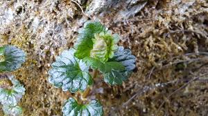 Attēlu rezultāti vaicājumam “Glechoma hederacea leaf”