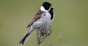 Attēlu rezultāti vaicājumam “Emberiza schoeniclus eggs”