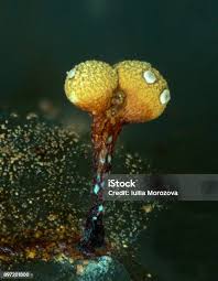 Attēlu rezultāti vaicājumam “Physarum oblatum spores”