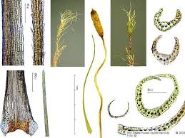 Attēlu rezultāti vaicājumam “Dicranodontium denudatum”