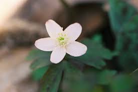 Attēlu rezultāti vaicājumam “Tranzschelia anemones”