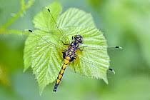 Attēlu rezultāti vaicājumam “Leucorrhinia pectoralis female”