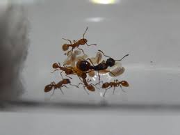 Attēlu rezultāti vaicājumam “Myrmica rubra”