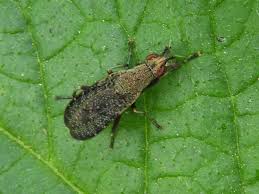 Attēlu rezultāti vaicājumam “Coremacera marginata”