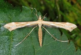Attēlu rezultāti vaicājumam “Platyptilia sp.”