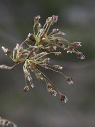 Attēlu rezultāti vaicājumam “Ulmus laevis flower”