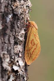 Attēlu rezultāti vaicājumam “Hepialus humuli”