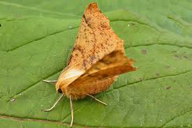 Attēlu rezultāti vaicājumam “Ennomos autumnaria”