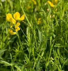 Attēlu rezultāti vaicājumam “Lathyrus pratensis flower”