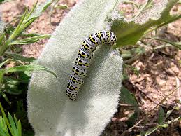 Attēlu rezultāti vaicājumam “Shargacucullia scrophulariae larva”