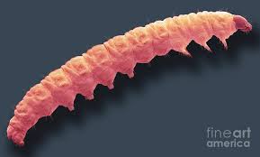 Attēlu rezultāti vaicājumam “Grapholita funebrana larva”
